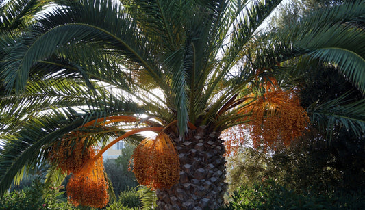 Dates Have Been Around for 6,000 Years. Clearly, They’re Doing Something Right.